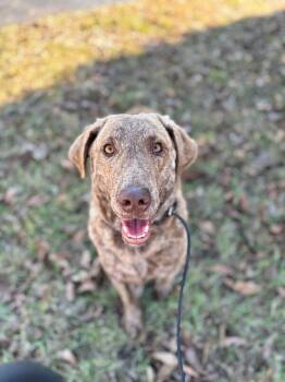 Rescue Chesapeake Bay Retriever Dogs for Adoption in Aiken, South Carolina - Knox | PetCurious