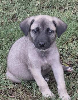 Sindel -  German Shepherd Dog Dog for Adoption in Sedalia, Colorado - Sindel | PetCurious