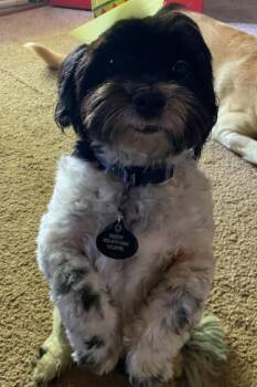 Buddy -  Shih Tzu Dog for Adoption in Mckinney, Texas - Buddy | PetCurious