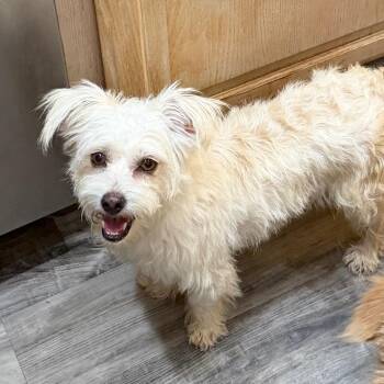 Cordelia Goode -  Terrier and Mixed Breed Dog for Adoption in Las Vegas, Nevada - Cordelia Goode | PetCurious