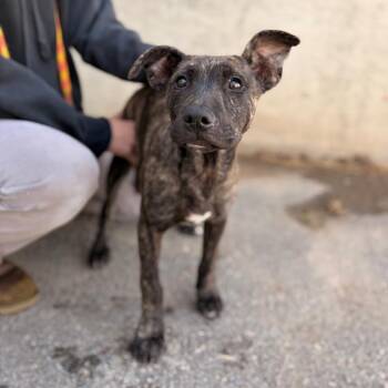 Blossom -  Mixed Breed Dog for Adoption in Spokane, Washington - Blossom | PetCurious