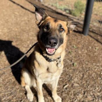 Rocket -  German Shepherd Dog Dog for Adoption in Ramona, California - Rocket | PetCurious