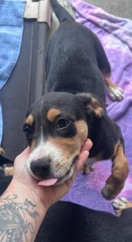 River -  Mixed Breed Dog Available for Adoption in North Myrtle Beach, South Carolina - River | PetCurious