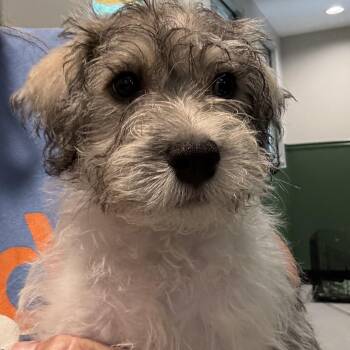 Walker 22776 -  Maltese and Miniature Schnauzer Dog for Adoption in Cumming, Georgia - Walker 22776 | PetCurious