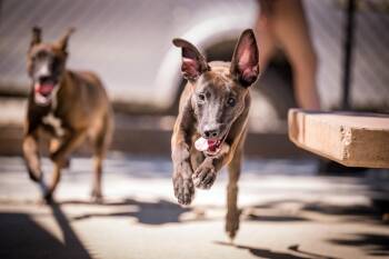 Dolly -  Shepherd and Belgian Shepherd Malinois Dog for Adoption in Twentynine Palms, California - Dolly | PetCurious