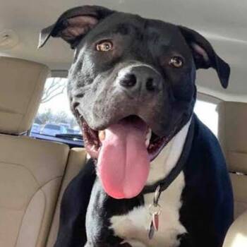 Rescue Pit Bull Terrier Dogs for Adoption in Los Angeles, California - George | PetCurious