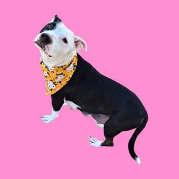 Pepper - URGENT -  Pit Bull Terrier Dog for Adoption in Thousand Oaks, California - Pepper - URGENT | PetCurious
