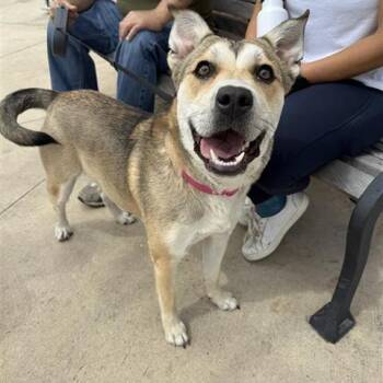 Shepherd and Mixed Breed Dogs Available for Adoption - Stevie | PetCurious