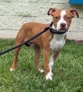 Johnny -  Mixed Breed Dog for Adoption in Kingsland, Georgia - Johnny | PetCurious