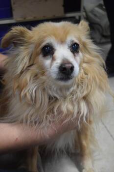 Mya -  Chihuahua Dog for Adoption in Pahrump, Nevada - Mya | PetCurious