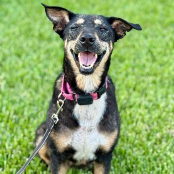Raya Everly The Love Story That Grows -  German Shepherd Dog and Labrador Retriever Dog for Adoption in Friendswood, Texas - Raya Everly The Love Story That Grows | PetCurious
