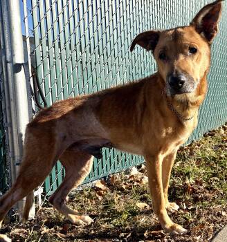 Ichabod -  Shepherd Dog for Adoption in Mckeesport, Pennsylvania - Ichabod | PetCurious
