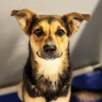 Shepherd Dogs Available for Adoption - Sapphire | PetCurious