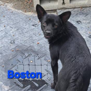 Chihuahua Dogs Available for Adoption in Briarcliff Manor, New York - Boston | PetCurious