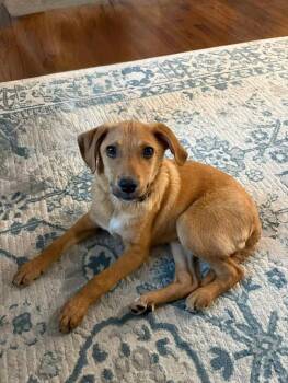 Beagle and Labrador Retriever Dogs Available for Adoption in Watertown, Connecticut - Bagel | PetCurious