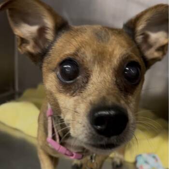 Remi -  Chihuahua Dog for Adoption in Marysville, Ohio - Remi | PetCurious
