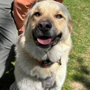 Great Pyrenees and Alaskan Malamute Dogs Available for Adoption in Traverse City, Michigan - Roxy | PetCurious