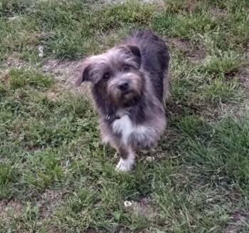 Darlene in Kentucky -  Shih Tzu Dog for Adoption in Albany, Kentucky - Darlene In Kentucky | PetCurious