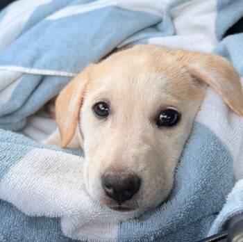 Rescue Mixed Breed Dogs for Adoption in Charlotte, North Carolina - Daisy | PetCurious