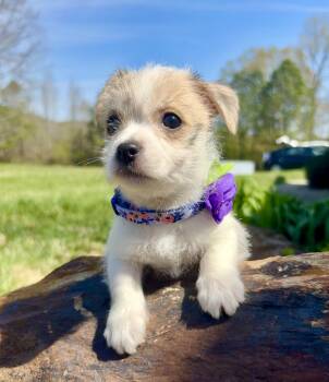 Chihuahua and Poodle Dogs Available for Adoption - Lilac | PetCurious