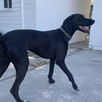 Tweedy -  Hound and Mixed Breed Dog for Adoption in Murray, Utah - Tweedy | PetCurious