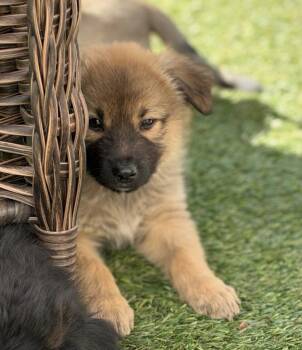 Seymour -  Shepherd Dog for Adoption in Denver, Colorado - Seymour | PetCurious