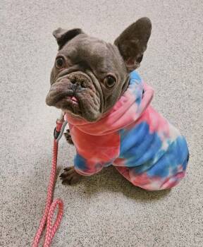 Rescue French Bulldog Dogs for Adoption in Long Beach, Mississippi - Nola | PetCurious