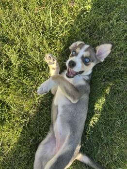 Liz Taylor -  Shepherd Dog for Adoption in Lafayette, Colorado - Liz Taylor | PetCurious