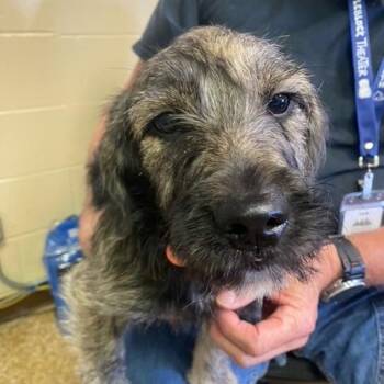 Toad -  Terrier and Schnauzer Dog for Adoption in Chehalis, Washington - Toad | PetCurious