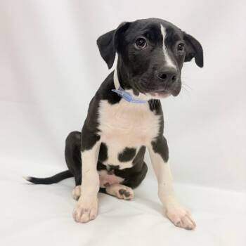 703 (2026) Ian -  Pit Bull Terrier and Mixed Breed Dog for Adoption in Parker, Colorado - 703 (2026) Ian | PetCurious
