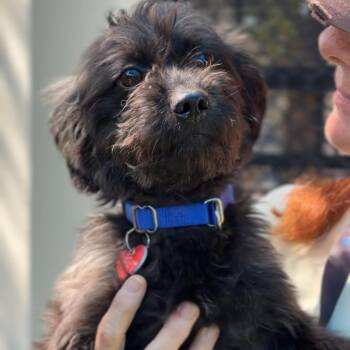 Harry A5799251 -  Maltese Dog for Adoption in Middletown, New York - Harry A5799251 | PetCurious