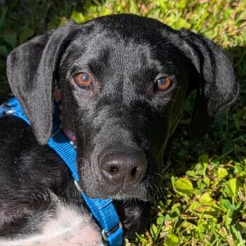Chuck -  Labrador Retriever Dog Available for Adoption in Accident, Maryland - Chuck | PetCurious
