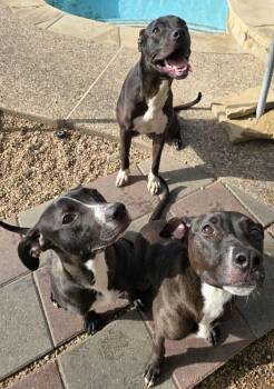 Phineas -  Pit Bull Terrier and Labrador Retriever Dog for Adoption in Houston, Texas - Phineas | PetCurious