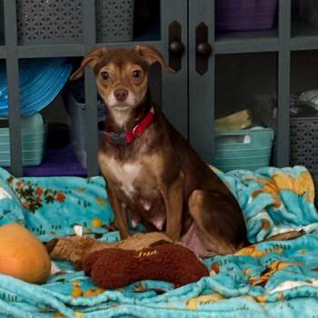 Rescue Chihuahua and Mixed Breed Dogs for Adoption in Raleigh, North Carolina - Salami | PetCurious