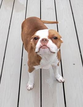 Boston Terrier Dogs Available for Adoption in Milford, Michigan - Shirley | PetCurious