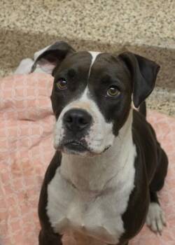 Reyven 64194 -  Boxer and Mixed Breed Dog for Adoption in Aiken, South Carolina - Reyven 64194 | PetCurious