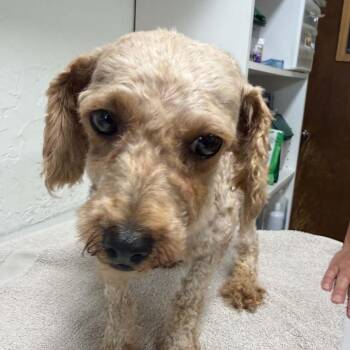 Paradise (37)-Foster Home Needed -  Goldendoodle Dog for Adoption in Hartland, Wisconsin - Paradise (37)-Foster Home Needed | PetCurious