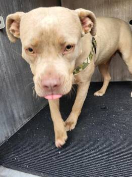 Terrier Dogs Available for Adoption - TRIXY | PetCurious