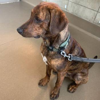 Amarillo -  Mixed Breed Dog for Adoption in Asheville, North Carolina - Amarillo | PetCurious