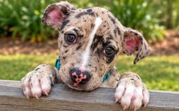 Frankie -  Catahoula Leopard Dog Dog for Adoption in Park Forest, Illinois - Frankie | PetCurious
