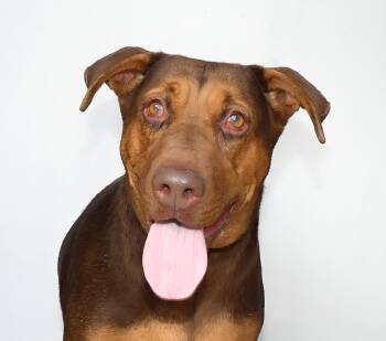 BARBARELLA -  Doberman Pinscher Dog for Adoption in Pasadena, California - BARBARELLA | PetCurious
