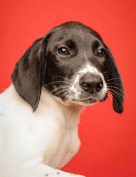 Tubbs -  Pointer Dog for Adoption in Mcdonough, Georgia - Tubbs | PetCurious