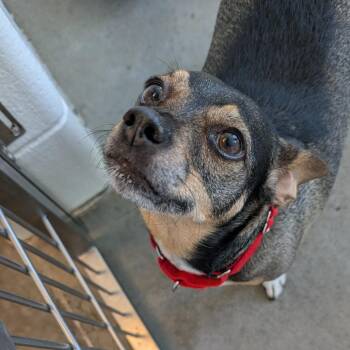 Sox -  Chihuahua Dog for Adoption in Pittsburgh, Pennsylvania - Sox | PetCurious