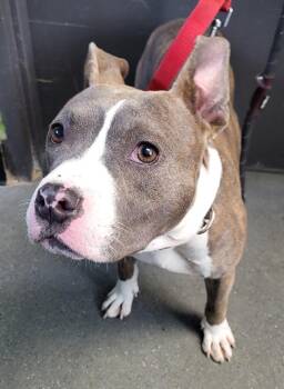 Pit Bull Terrier Dogs Available for Adoption in Lawrenceville, Georgia - Pen 198 Bobby | PetCurious