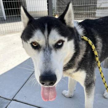 Husky Dogs Available for Adoption in Long Beach, California - Domino | PetCurious