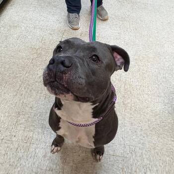 Mixed Breed Dogs Available for Adoption - Happy Meal 1097 | PetCurious