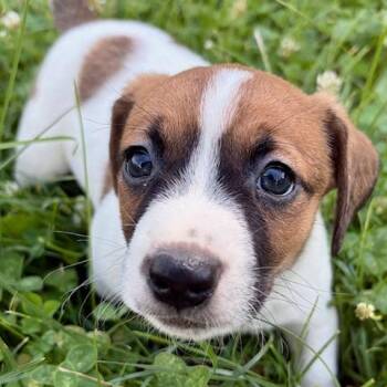 Hoot -  Jack Russell Terrier and Mixed Breed Dog for Adoption in Dayton, Ohio - Hoot | PetCurious