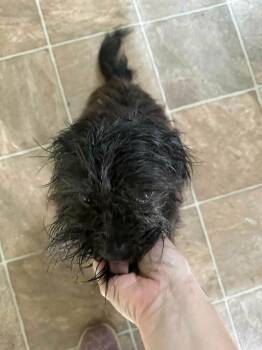 Shih Tzu Dogs Available for Adoption - Manny (AL) | PetCurious