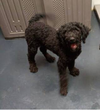 Piper -  Labradoodle and Black Labrador Retriever Dog for Adoption in Boulder, Colorado - Piper | PetCurious