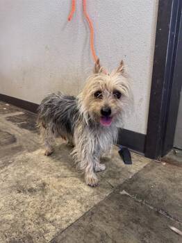 KYE -  Yorkshire Terrier Dog for Adoption in Ontario, California - KYE | PetCurious